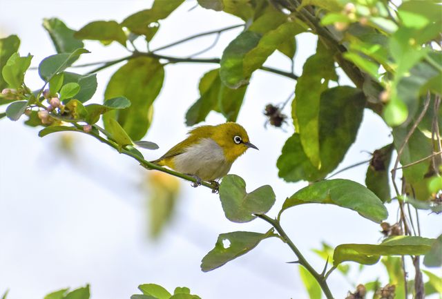 Close-up of a warbling white-eye bird perched on a branch among lush green leaves.