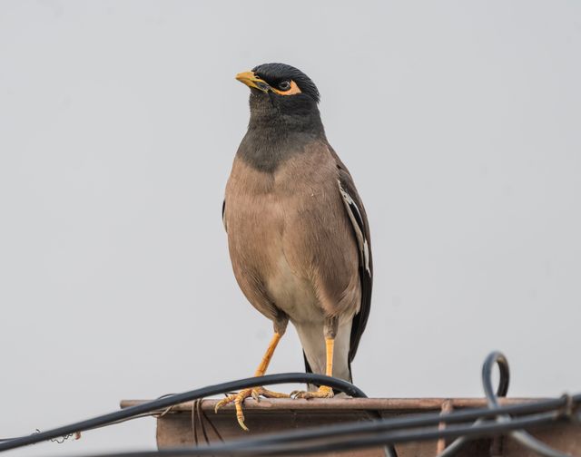 A common myna bird stands on a wire, showcasing its distinct plumage and beak.