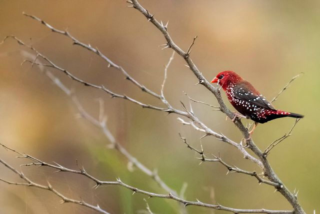 A Red Avadavat perched on a branch amidst a blurred natural background.