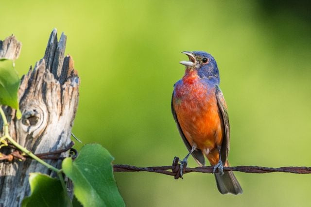 A colorful Painted Bunting perched on a barbed wire fence in Texas, singing joyfully in a vibrant green setting.