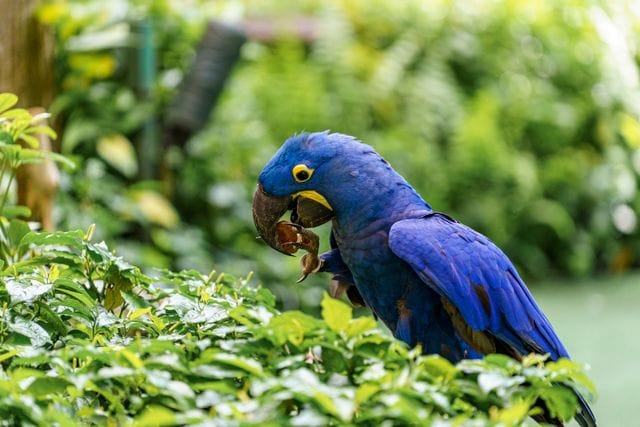 A striking hyacinth macaw perches on green foliage, enjoying its meal.
