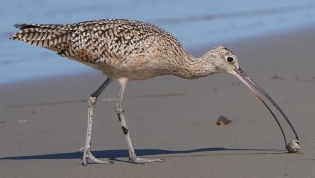 A Long-billed Curlew searching for food on Isla Vista beach, California.