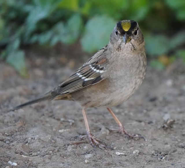 Golden-crowned Sparrow perched in natural habitat, Goleta, CA.