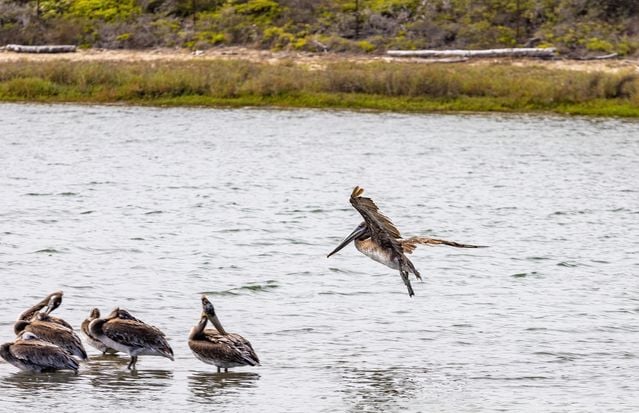 A group of brown pelicans perched by the river with one in flight. Perfect for wildlife themes.