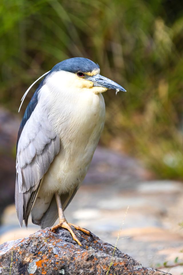 A Black-Crowned Night-Heron perched gracefully on a rock in its natural habitat.