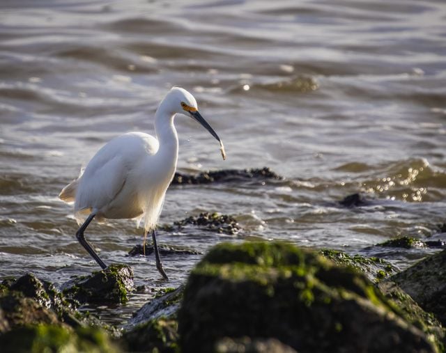 A stunning snowy egret expertly catches a fish along a rocky and mossy shoreline.