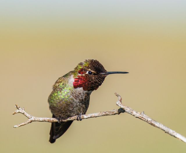 Vibrant Anna's Hummingbird perched on a branch with blurred background.