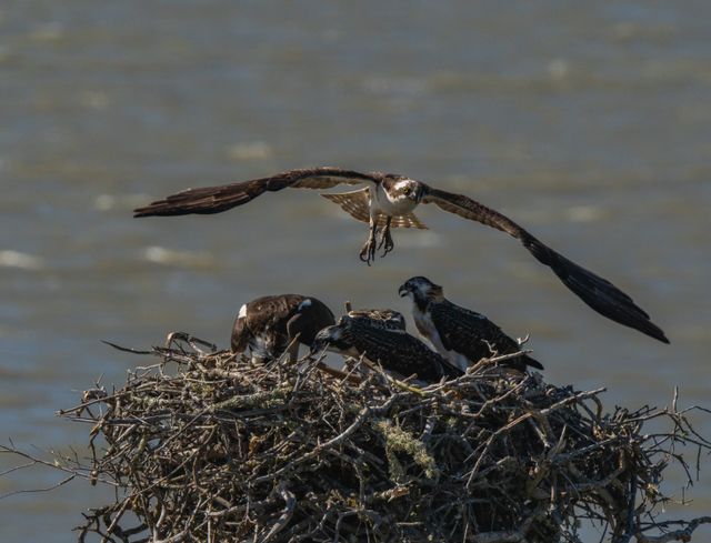 Osprey with chicks in nest over water, capturing nurturing wildlife moment.