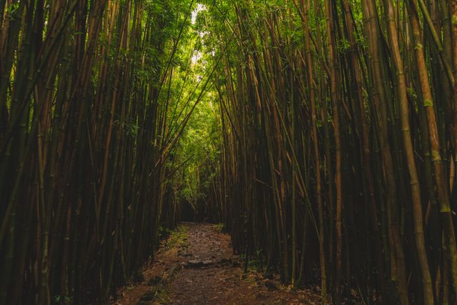 Discover a tranquil bamboo forest along the Pipiwai Trail in Maui, Hawaii.