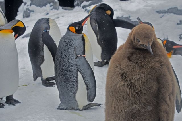 A group of King penguins in snowy Asahikawa, Hokkaido, displaying natural behavior in their habitat.