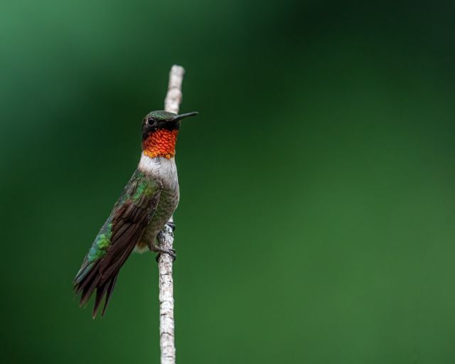 Close-up of a vibrant ruby-throated hummingbird perched gracefully on a branch.