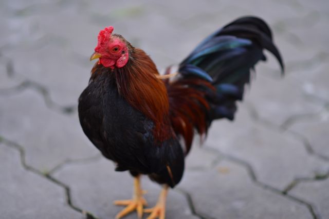 Brightly colored rooster standing on paved surface, showcasing vibrant feathers.
