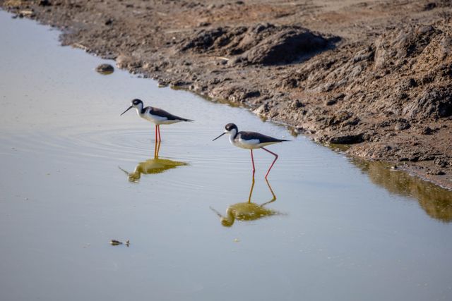 Pair of Hawaiian stilts wading in shallow water with reflections in a pond.