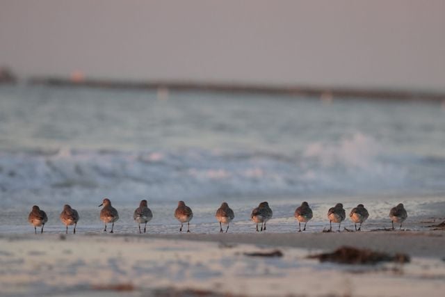 A serene scene of Red Knot birds in a line along a sandy beach during sunset, with gentle ocean waves.