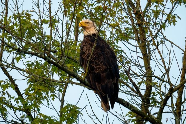 Majestic bald eagle resting on a tree branch in Nelson, Wisconsin.