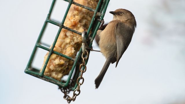 A Bushtit bird feeding on suet in a garden located in Lacey, Washington.