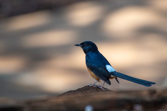 A vivid capture of a white-rumped shama bird in its natural setting, showcasing vibrant plumage.