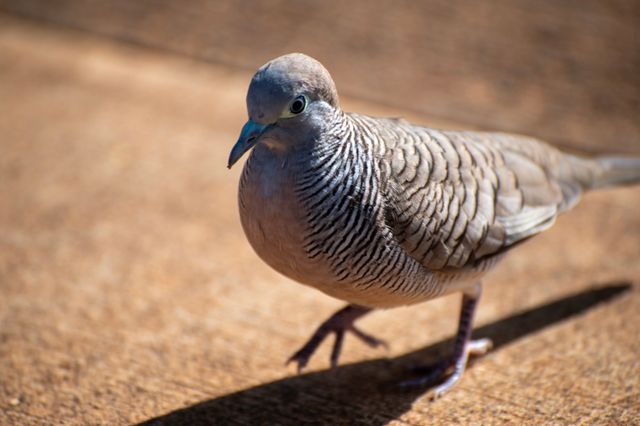 A detailed image of a Zebra Dove walking on a sunlit surface with visible markings.