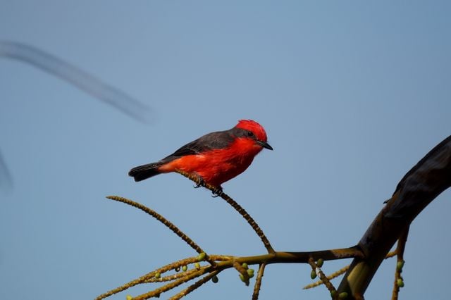 A vibrant red vermilion flycatcher sits perched on a branch against a blue sky, showcasing its striking plumage.