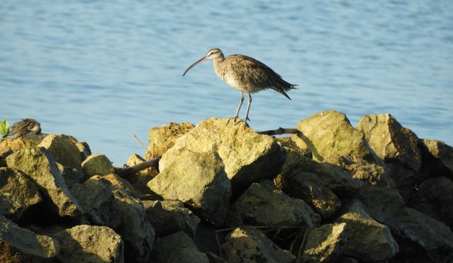 A whimbrel bird perched on coastal rocks with ocean backdrop.
