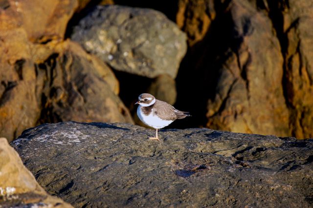 A semipalmated plover stands on a rock in natural sunlight.