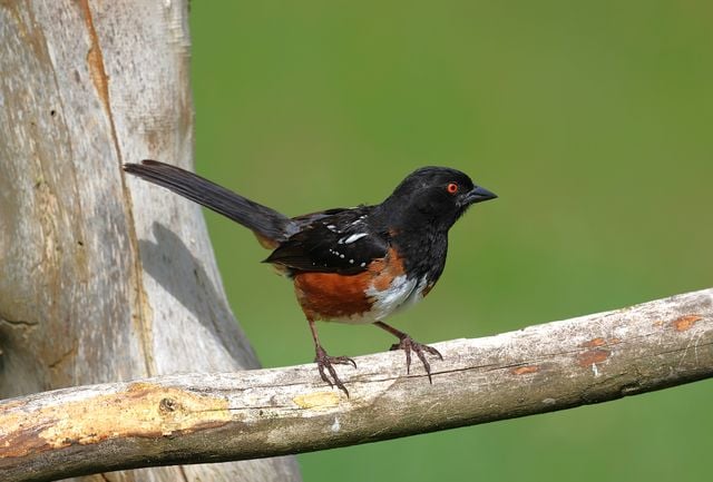 A vibrant Spotted Towhee bird perched on a rustic branch against a green background.