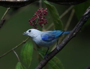 A vibrant blue-gray tanager resting on a branch surrounded by lush greenery and berries.