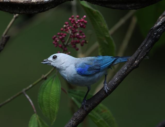 A vibrant blue-gray tanager resting on a branch surrounded by lush greenery and berries.