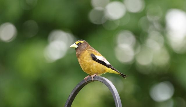Close-up of an evening grosbeak bird perched outdoors on a metal ring.