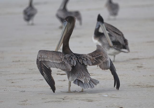 Brown pelicans spotted on the sandy shores of Cannon Beach, Oregon, USA.