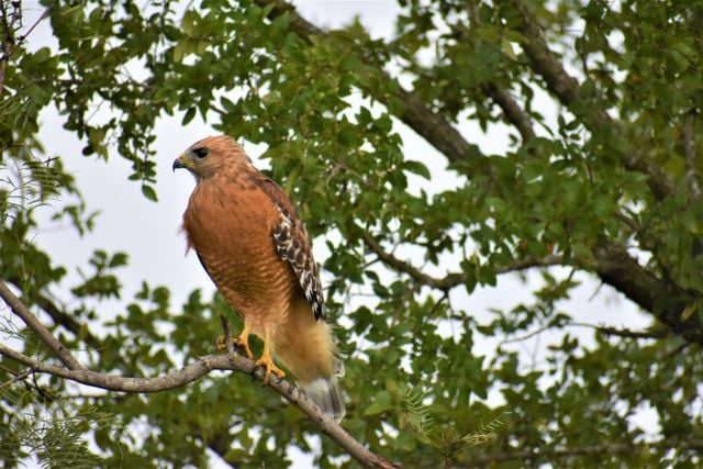 Red-shouldered hawk perched on a tree branch against a lush green backdrop.