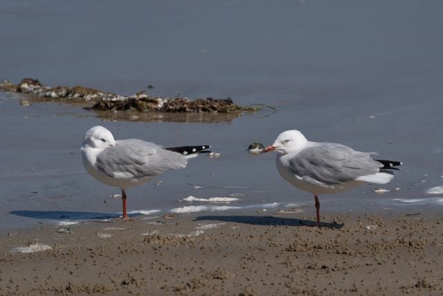 Two seagulls stand on a sandy beach with a calm sea background.