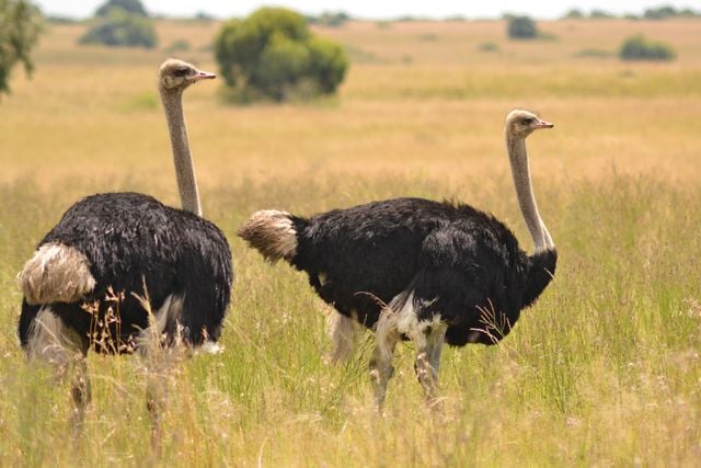 Two ostriches roaming freely in the South African savanna, showcasing wildlife in natural habitat.