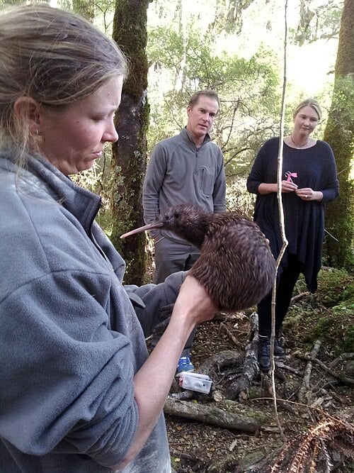 Woman holding a North Island Brown Kiwi bird in forest