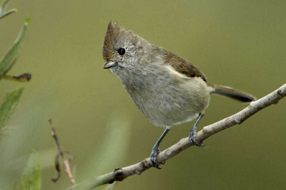 Closeup of a Oak Titmouse on a branch