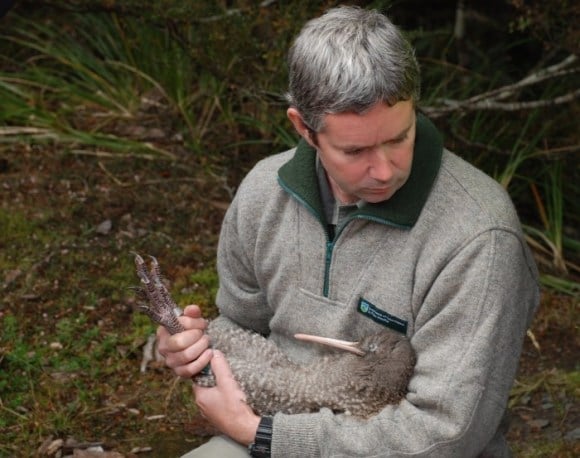 Man from DOC holding a great spotted kiwi/roroa during a release in Kahurangi National Park