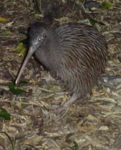 Okarito kiwi on Blumine Island