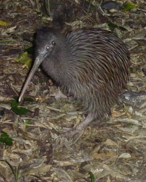 Okarito kiwi on Blumine Island
