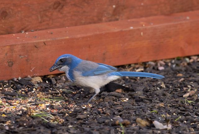 Detailed image of a vibrant California Scrub Jay foraging for food on a wooden mulch background.