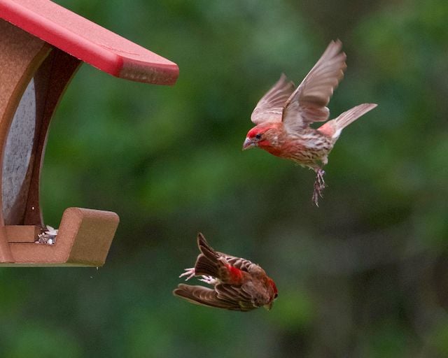 Two finches in flight near a birdhouse. Captured in Athens, Alabama.
