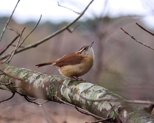 Graceful Carolina wren on a lichen-covered branch in Decatur, Alabama.
