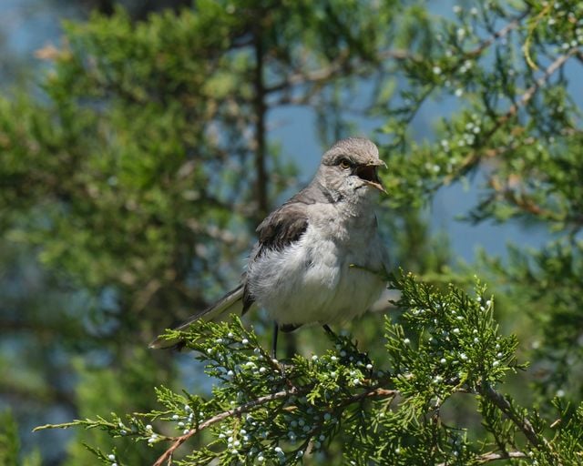Close-up of a Northern Mockingbird sitting on an evergreen branch in Decatur, Alabama.