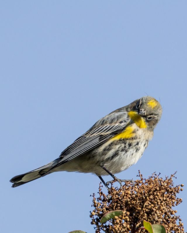 Vibrant yellow-rumped warbler sitting gracefully on a blooming branch against a clear blue sky.