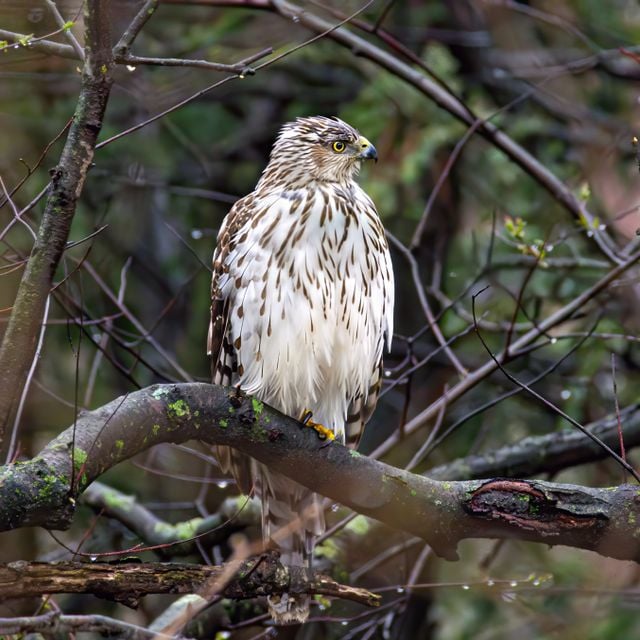 A Cooper's Hawk perched amid branches in Darien, Connecticut forest.