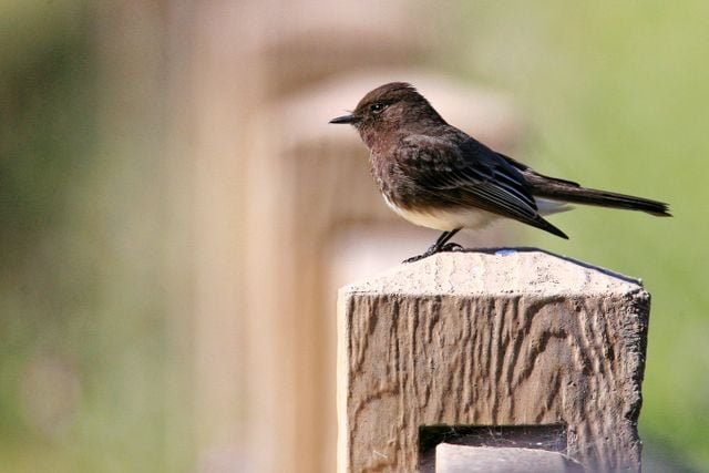 Detailed view of a Black Phoebe perched on a wooden post outdoors.