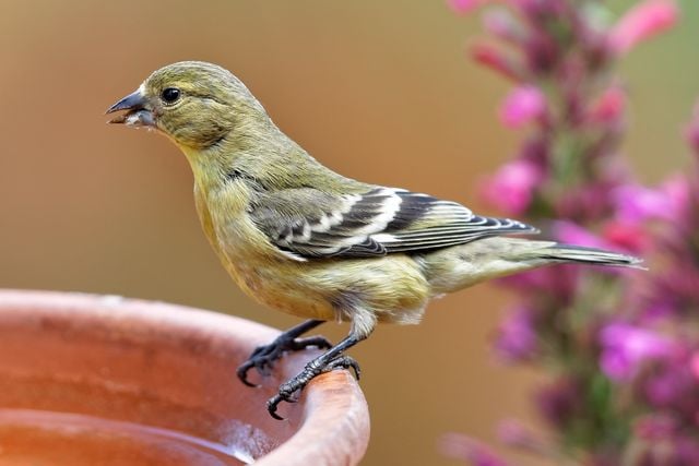 Detailed close-up of a lesser goldfinch perched on a bird bath with vibrant background.