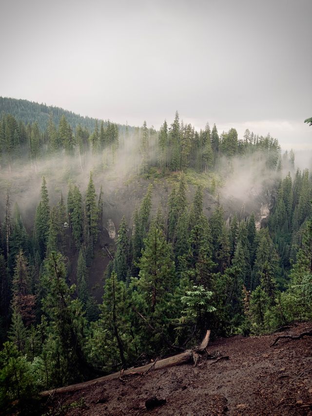 Misty evergreen forest landscape in Oregon, showcasing lush conifers and serene atmosphere.