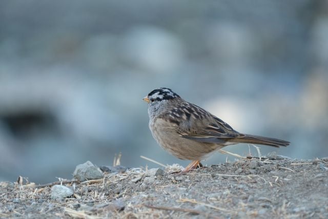 Detailed view of a white-crowned sparrow on a dirt ground in California.