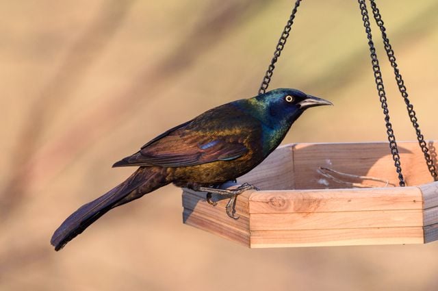 Close-up of a common grackle perched on a wooden bird feeder outdoors.