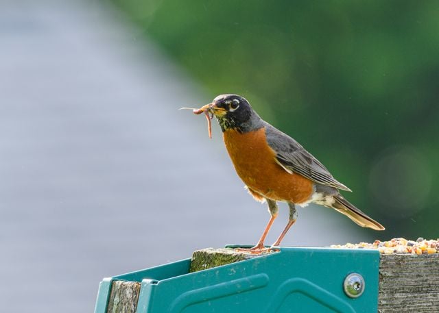 Close-up of an American Robin perched on a bird feeder with a worm in its beak, outdoors.